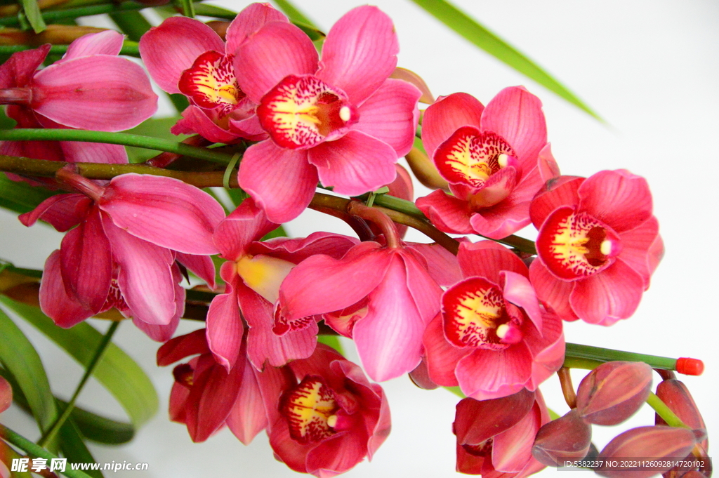 红黄色腊梅花骨朵盆景