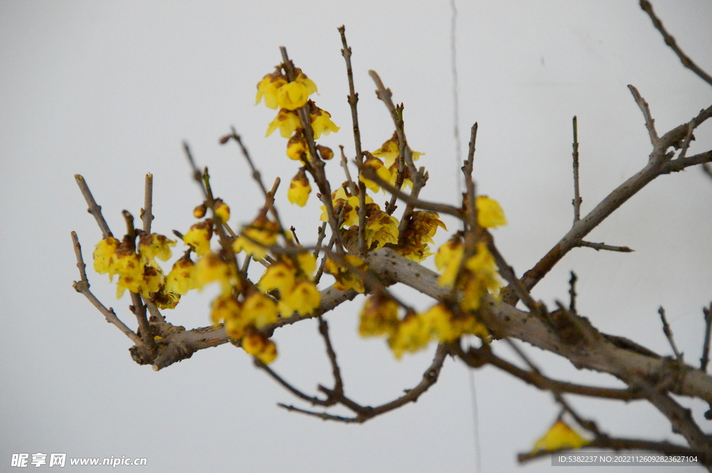 黄色腊梅花骨朵盆景