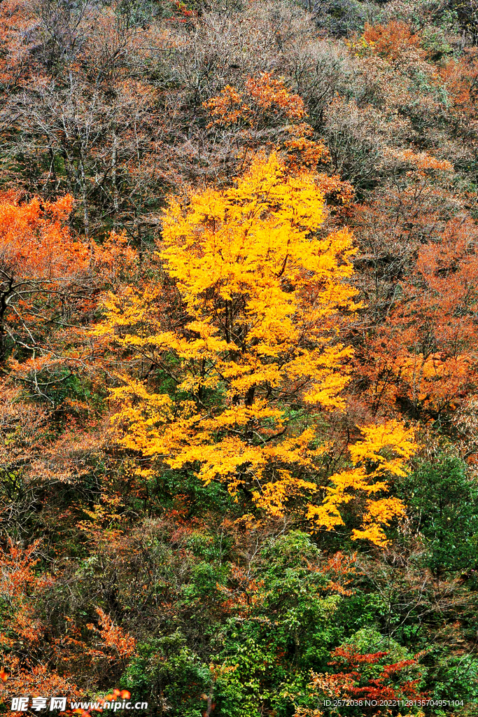 巴中光雾山风光