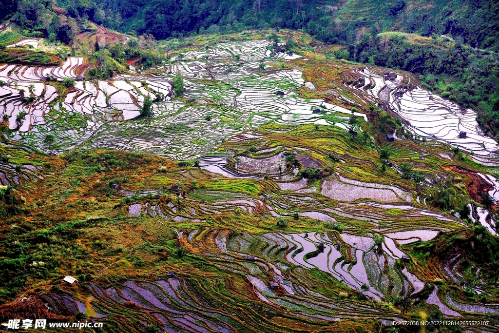 元阳哈尼梯田风光