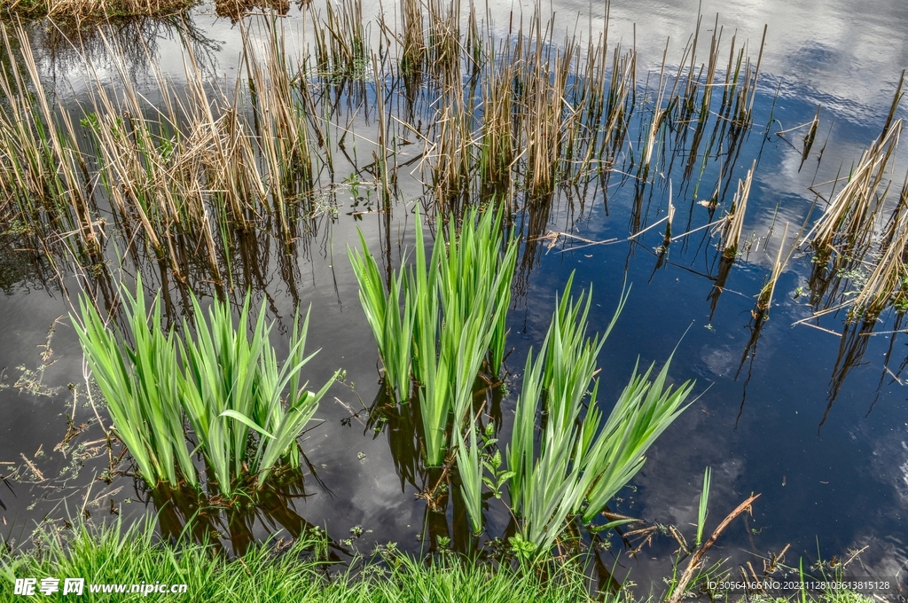 湖边芦苇丛