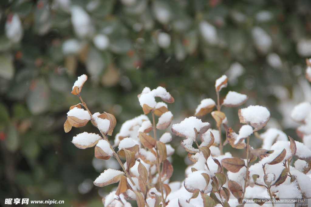 树枝积雪