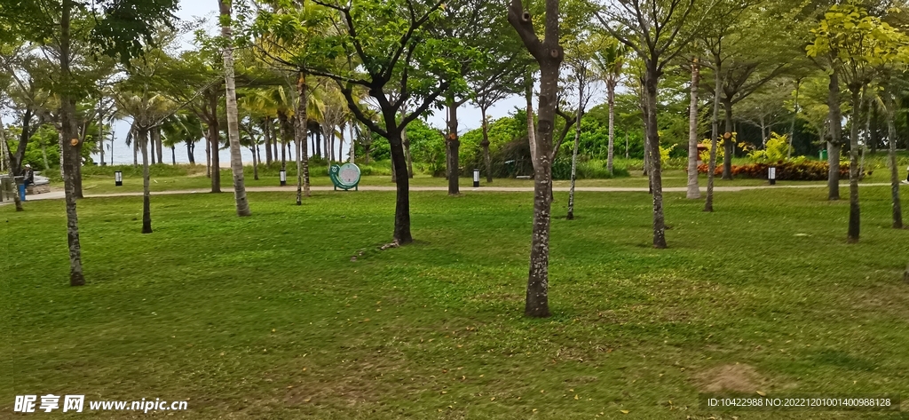 三亚冬天的海边树林