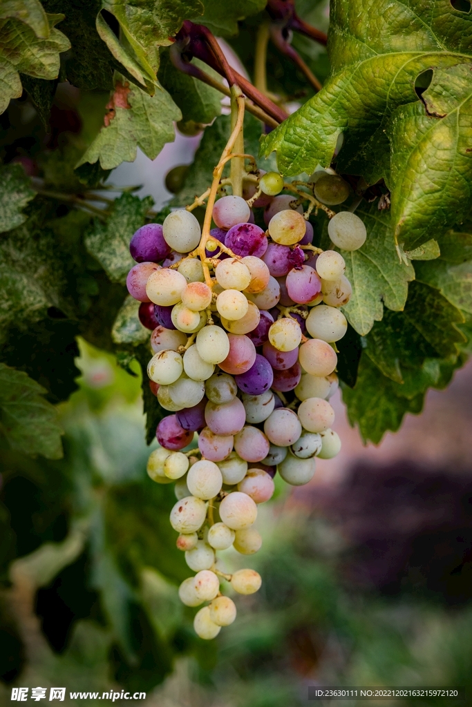 一串葡萄