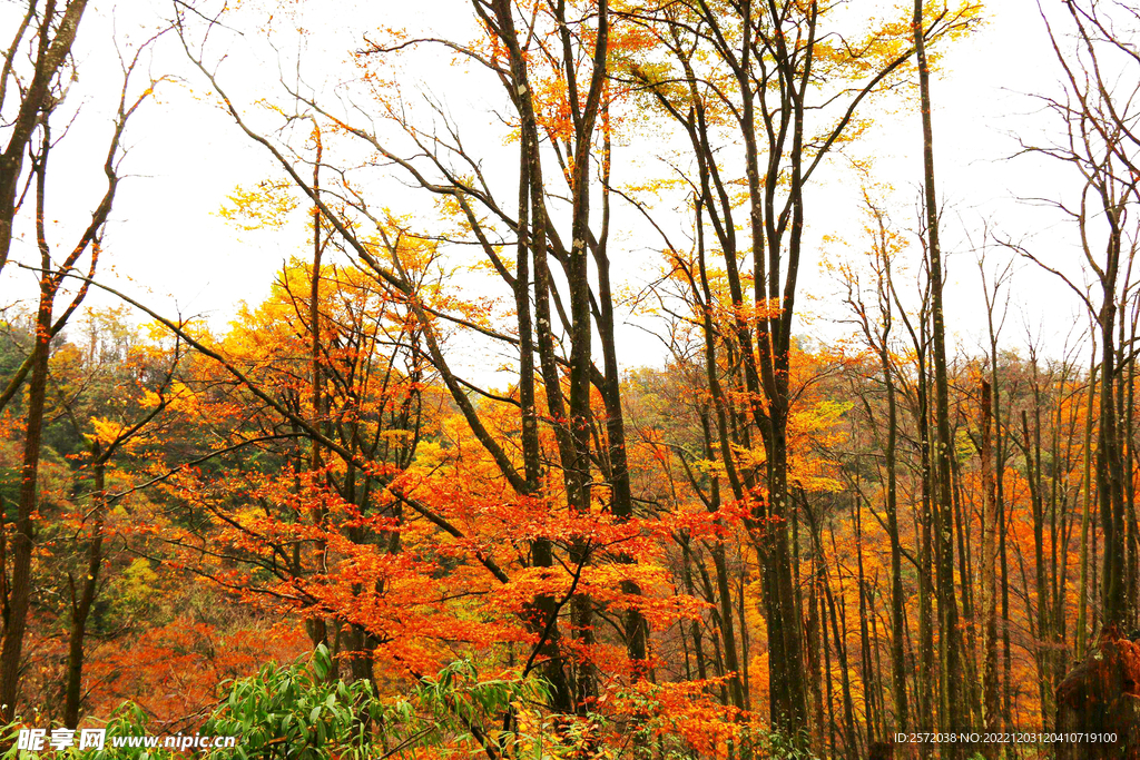 巴中光雾山风光