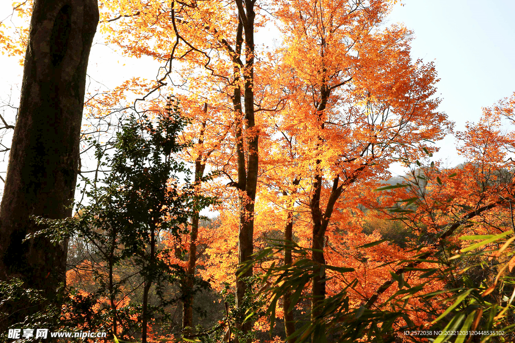 巴中光雾山风光