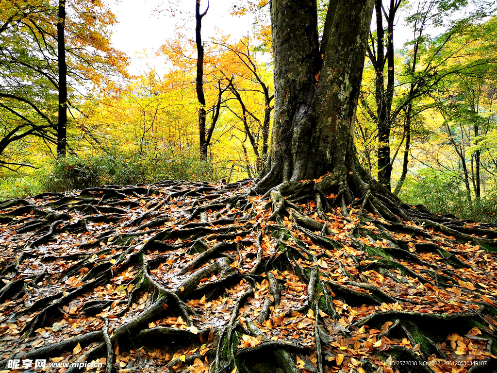 巴中光雾山风光