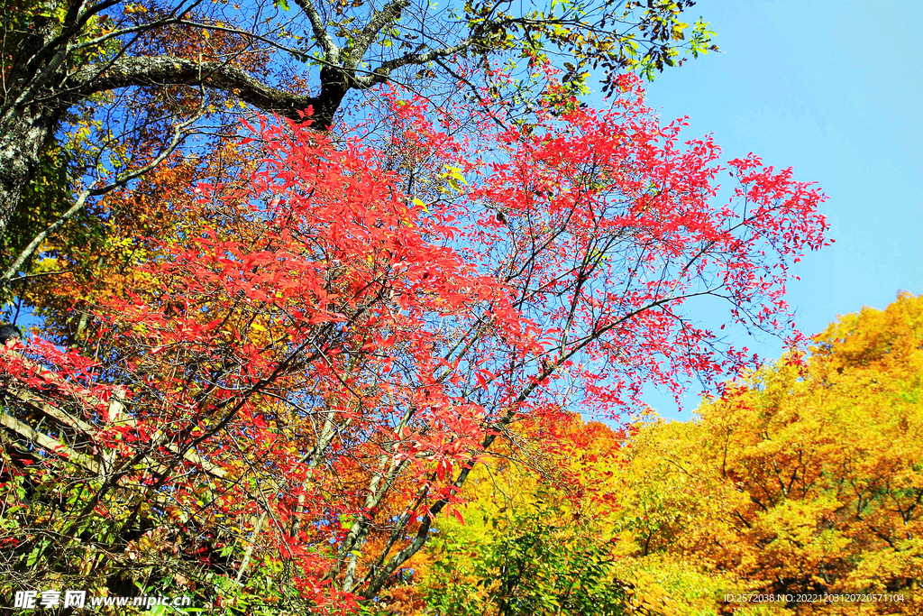巴中光雾山风光