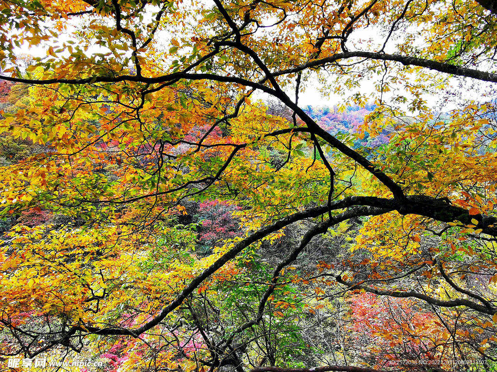 巴中光雾山风光