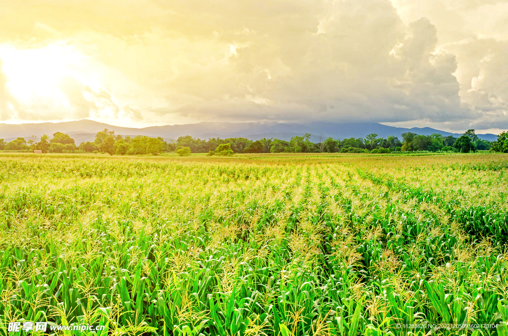 农田玉米地