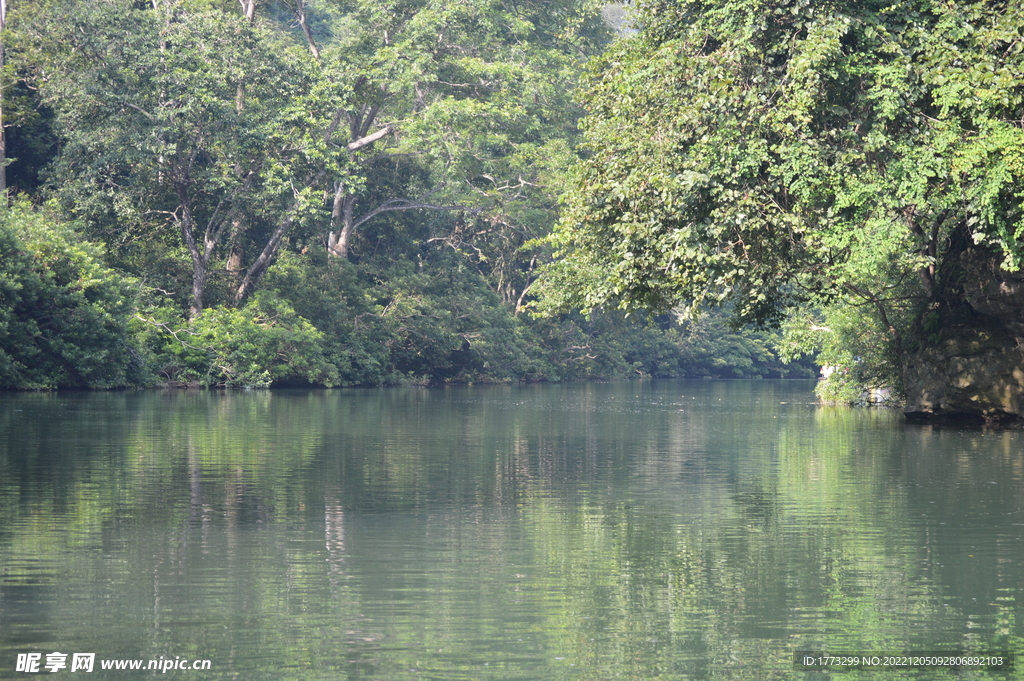 自然景物河边树木