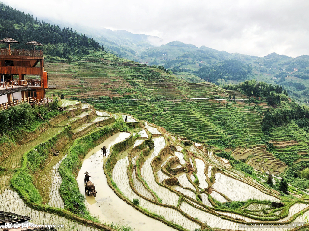 新化紫鹊界梯田