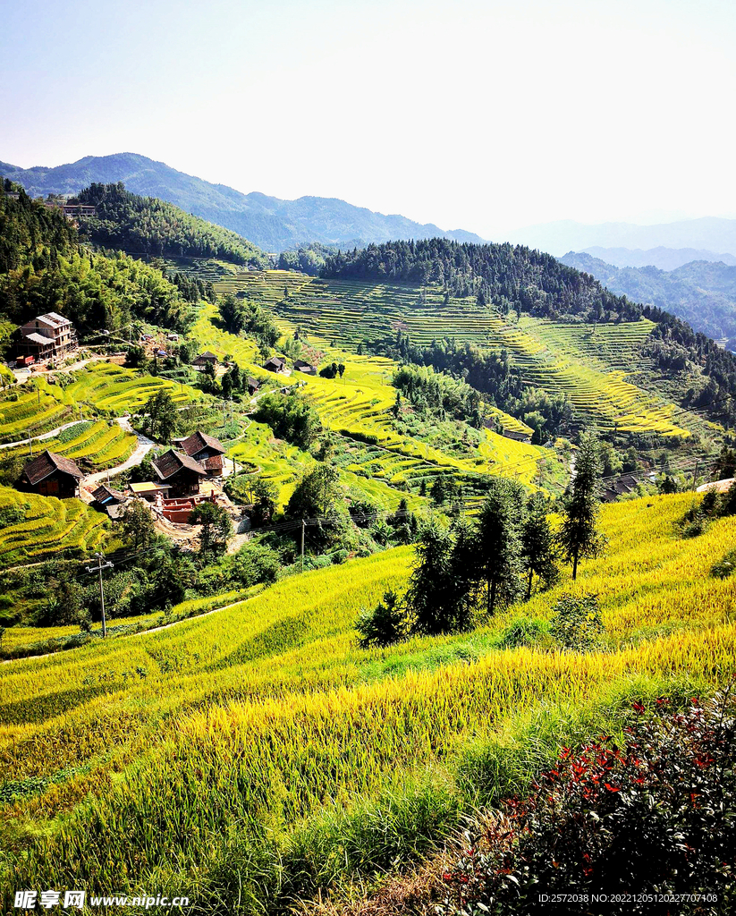 新化紫鹊界梯田