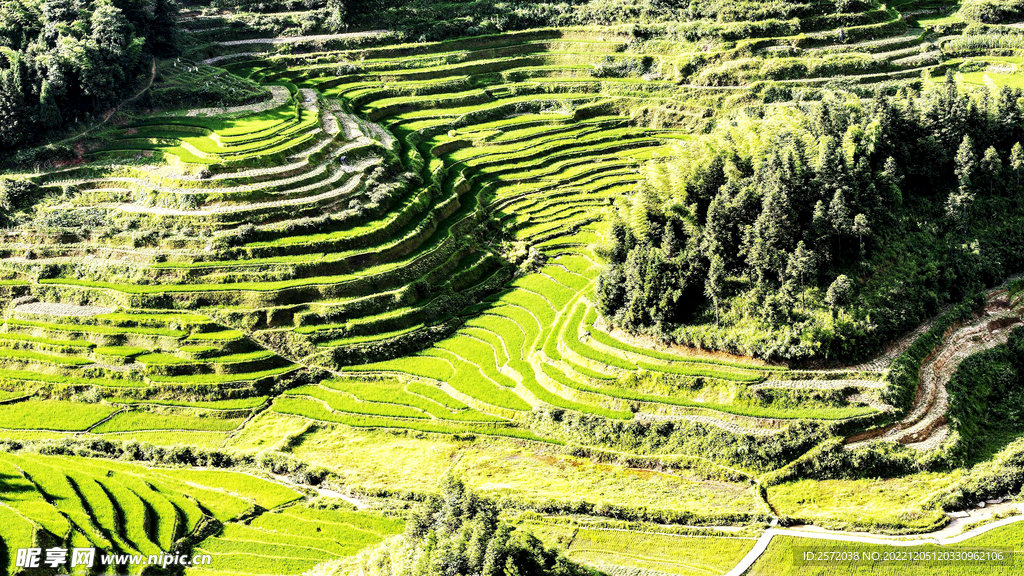 新化紫鹊界梯田