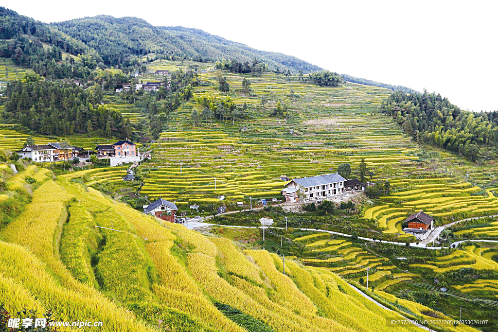 新化紫鹊界梯田