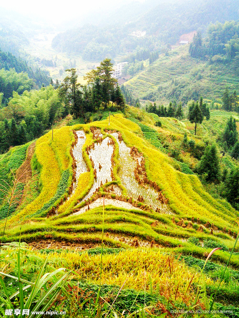 新化紫鹊界梯田