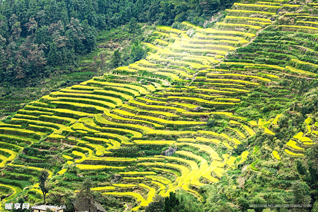 新化紫鹊界梯田