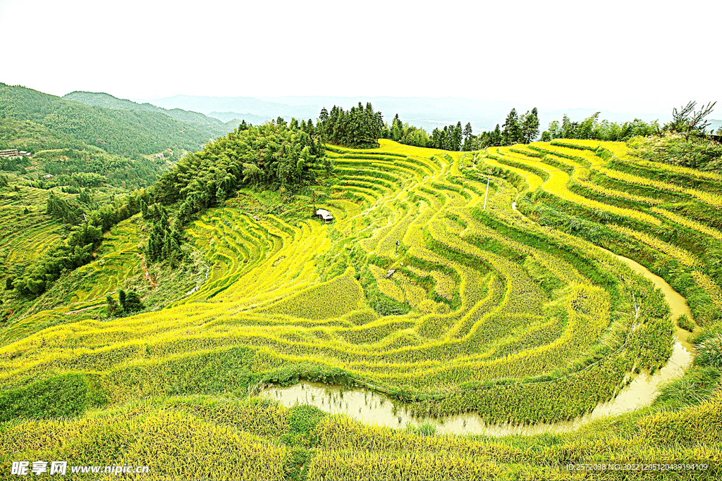 新化紫鹊界梯田