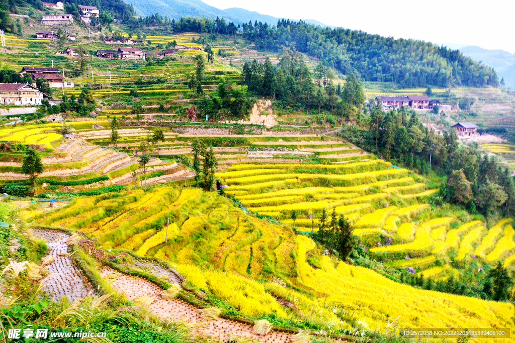 新化紫鹊界梯田