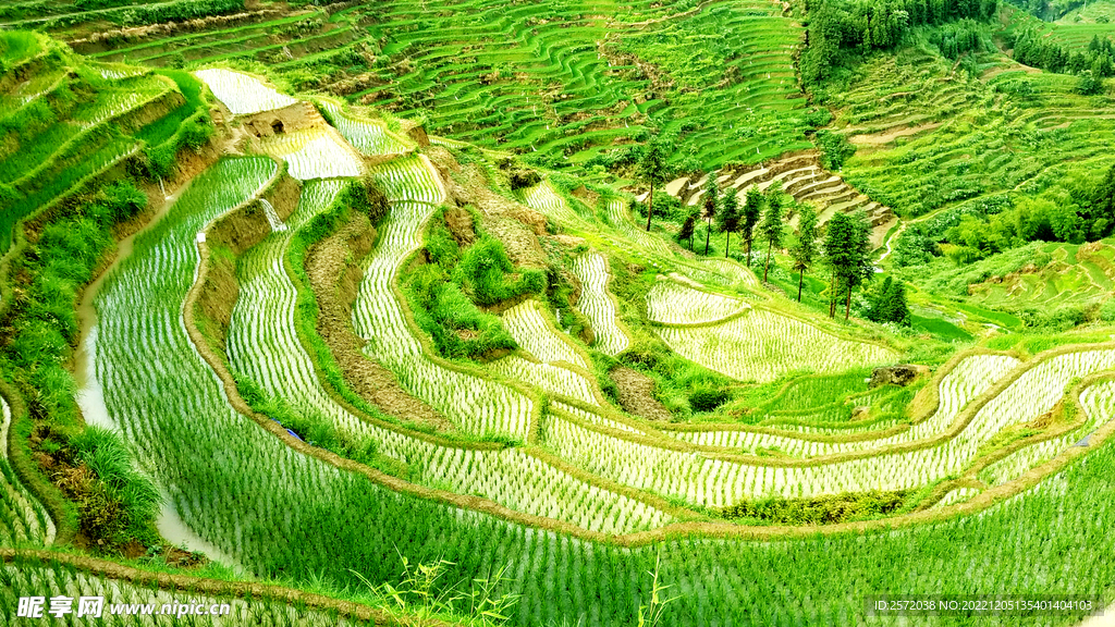 新化紫鹊界梯田