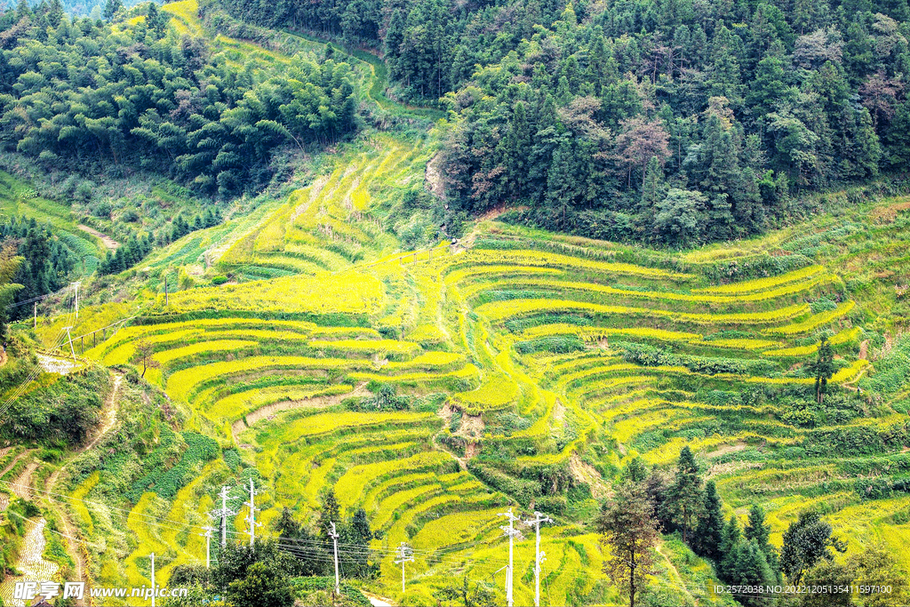 新化紫鹊界梯田