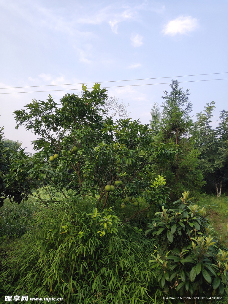 果树 蓝天白云 树木 风景
