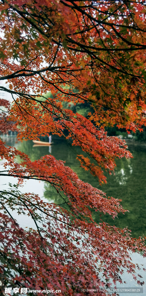 公园里红色的枫叶