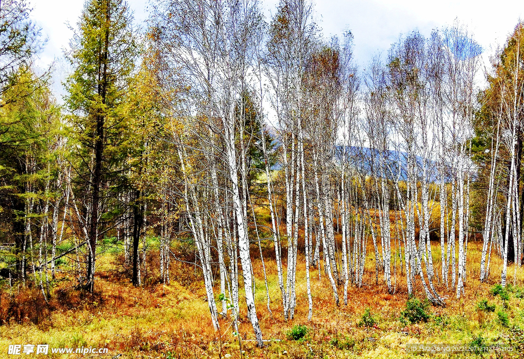 大兴安岭秋色