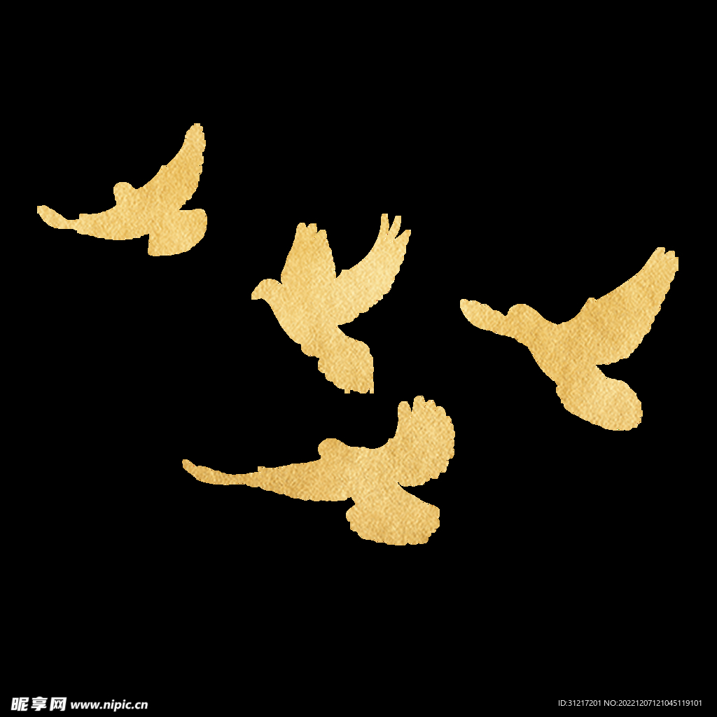 和平鸽 鸽子 鸟