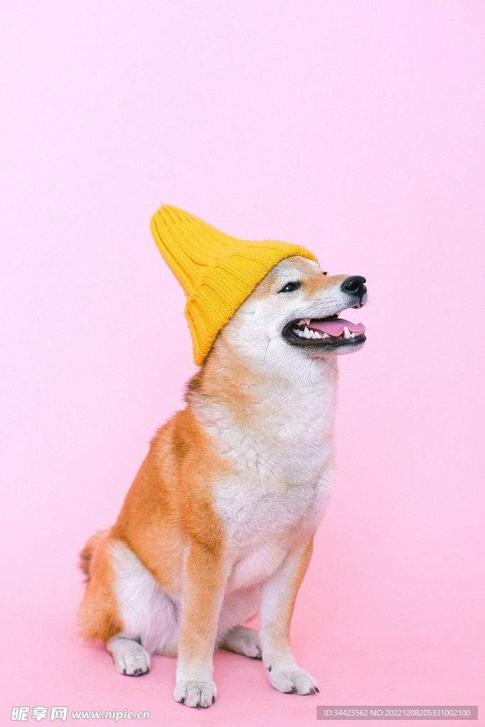 带黄色帽子的小狗狗