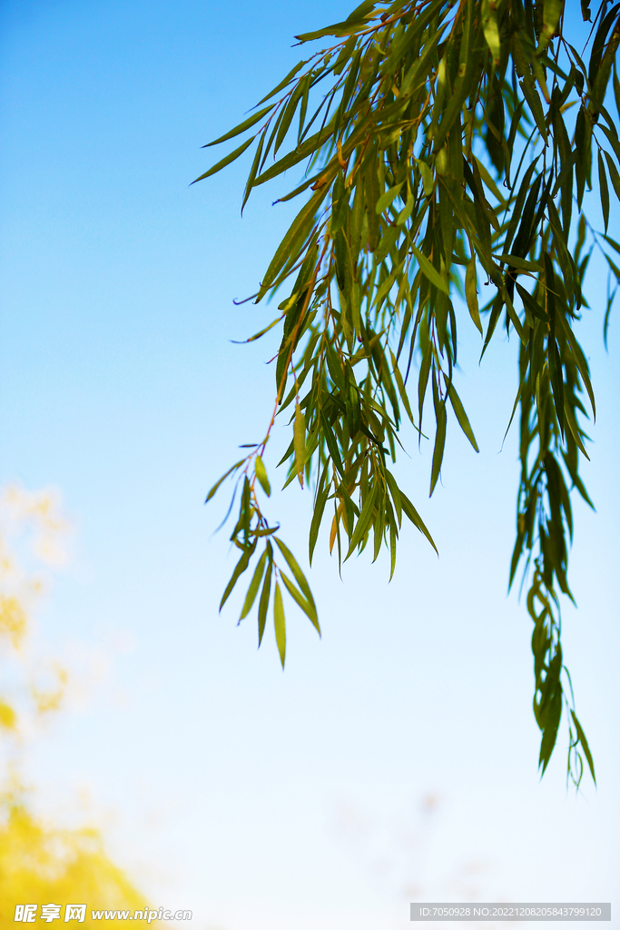 蓝天柳树枝