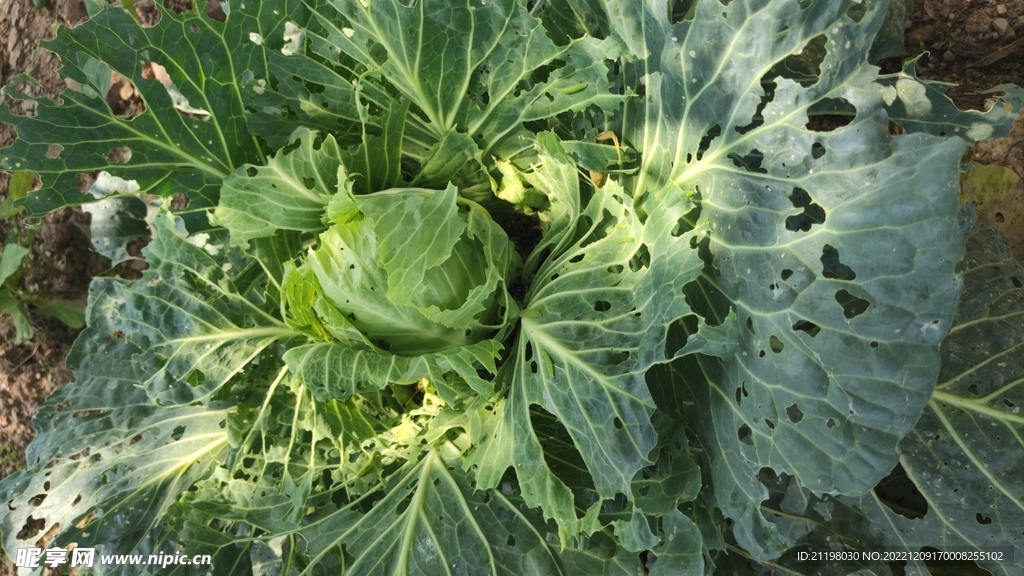 不打药的卷心菜