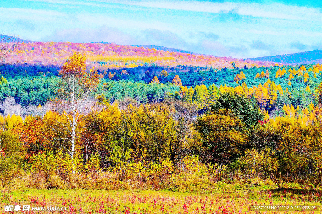 小兴安岭秋色