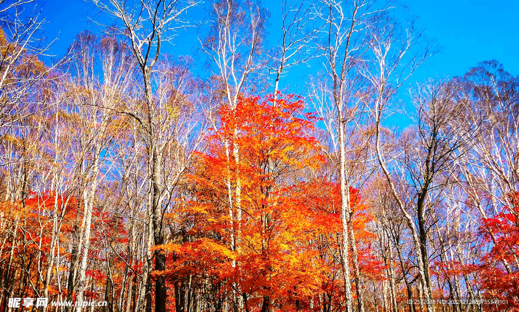 长白山秋色