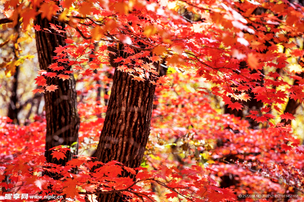 桓仁枫林谷秋色