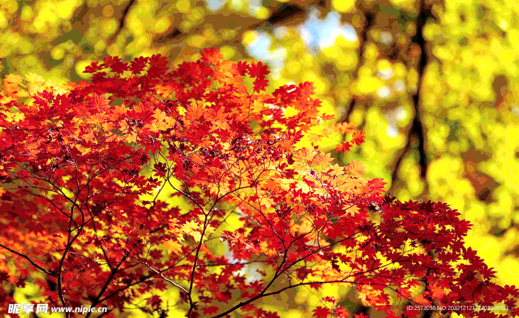 桓仁枫林谷秋色