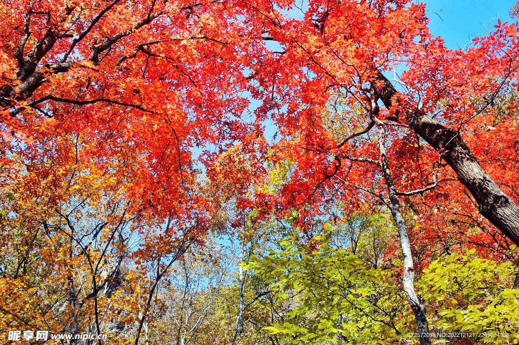 桓仁枫林谷秋色