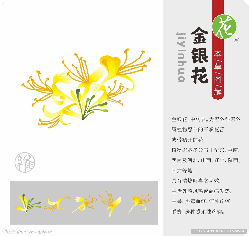 金银花cdr矢量文件