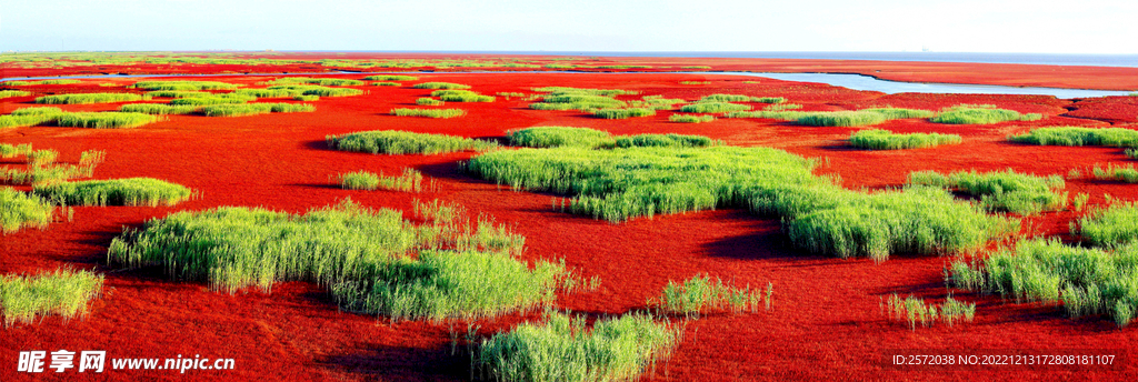 辽宁辽河口红海滩湿地