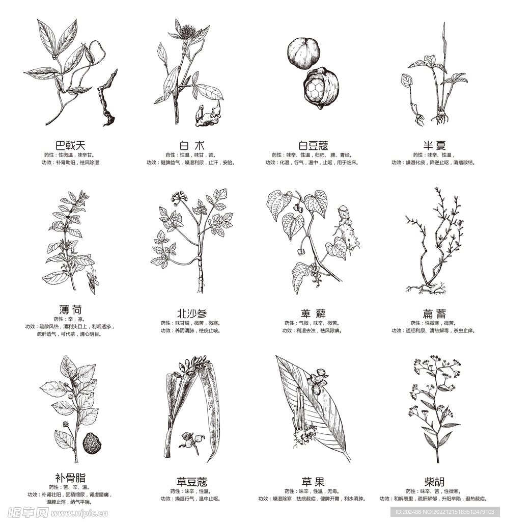 失量中草药黑白手绘