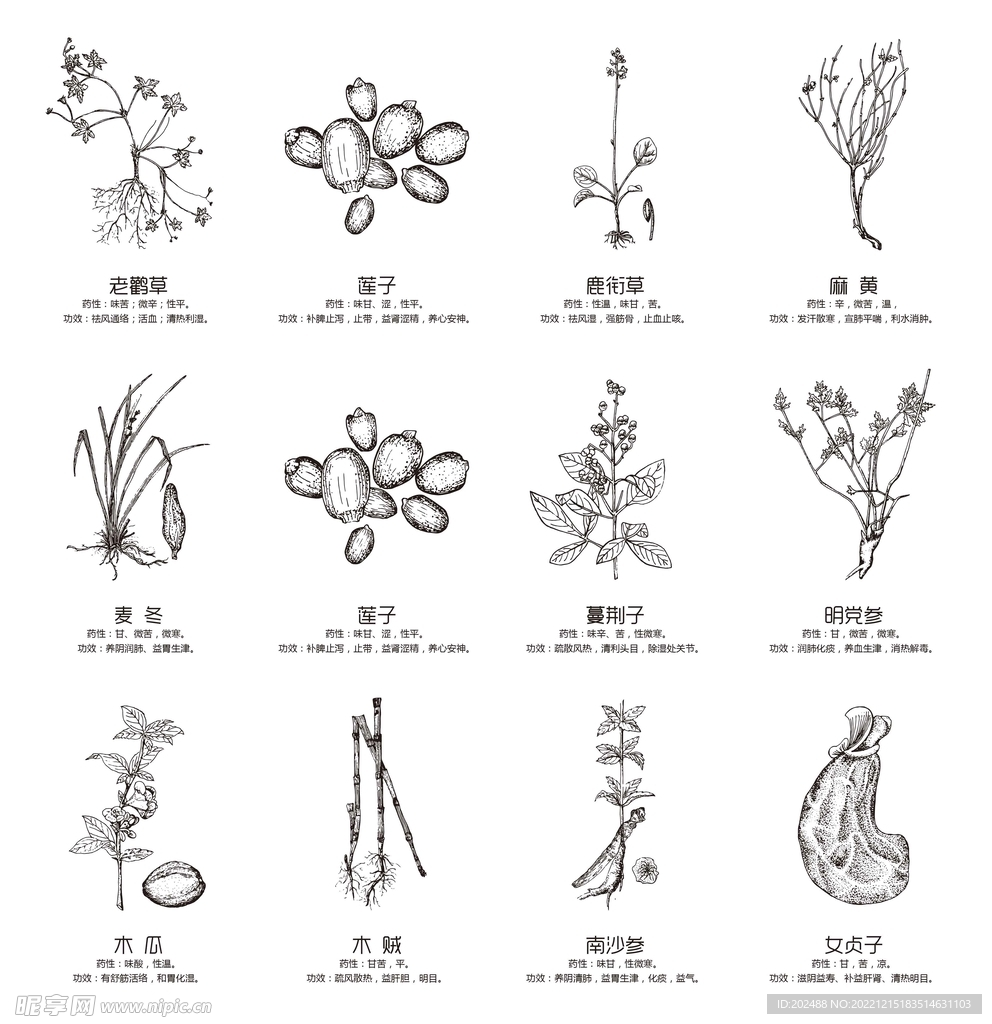 手绘失量简笔中草药