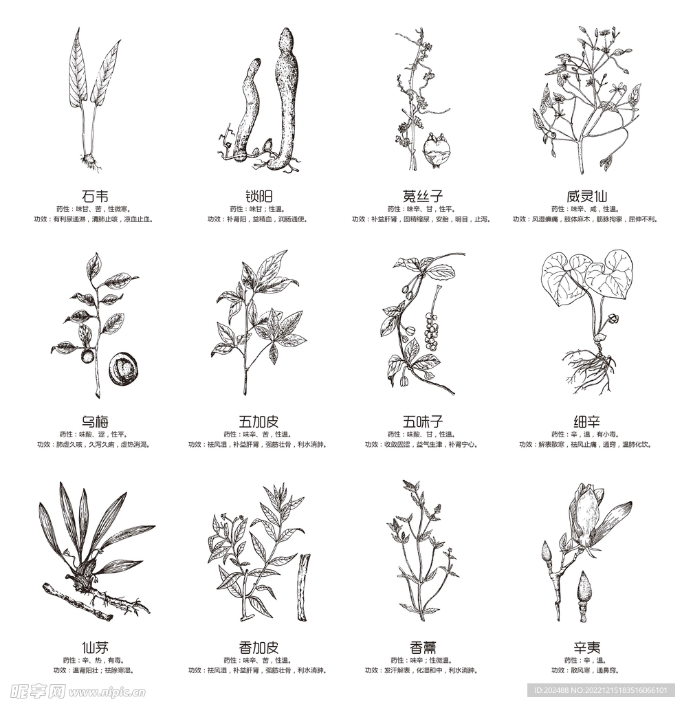 手绘中药大全