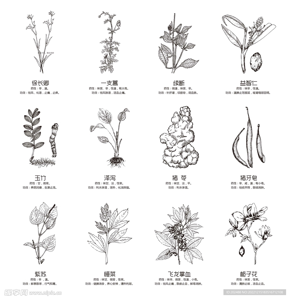 线描简笔手绘中草药