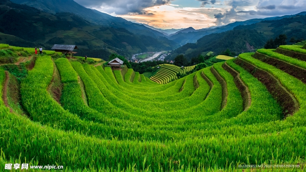 绿色水稻梯田
