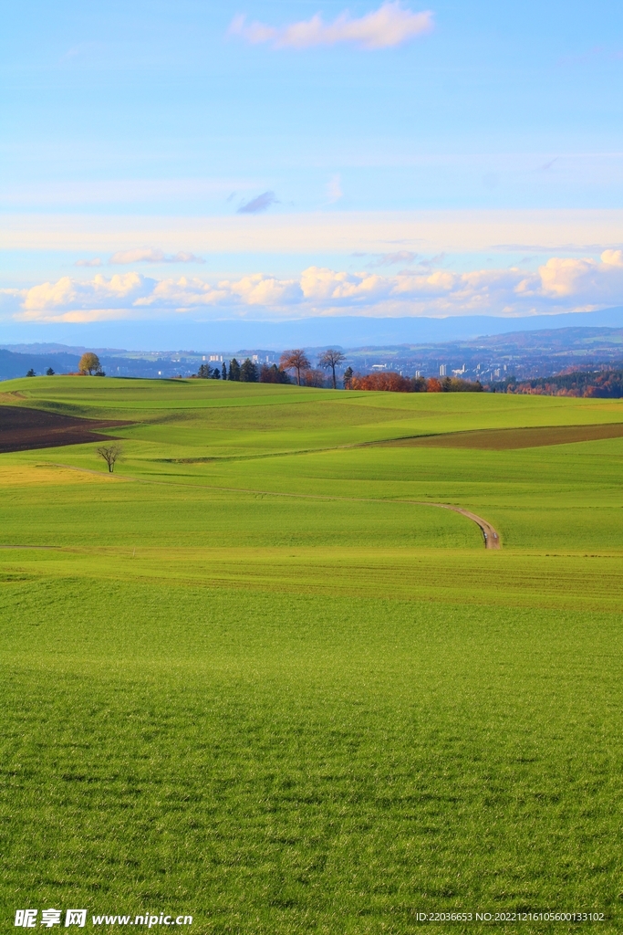 绿色草原风景