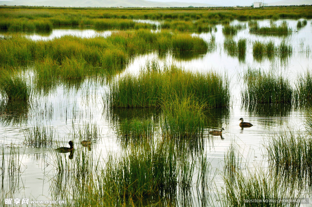 四川若尔盖湿地