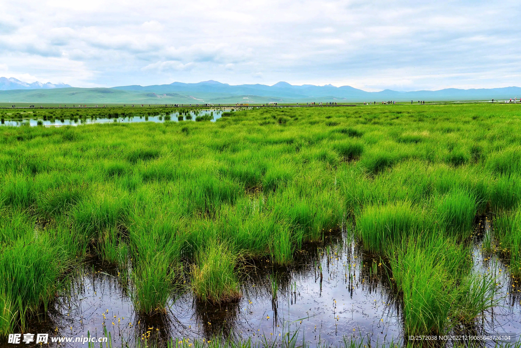 四川若尔盖湿地