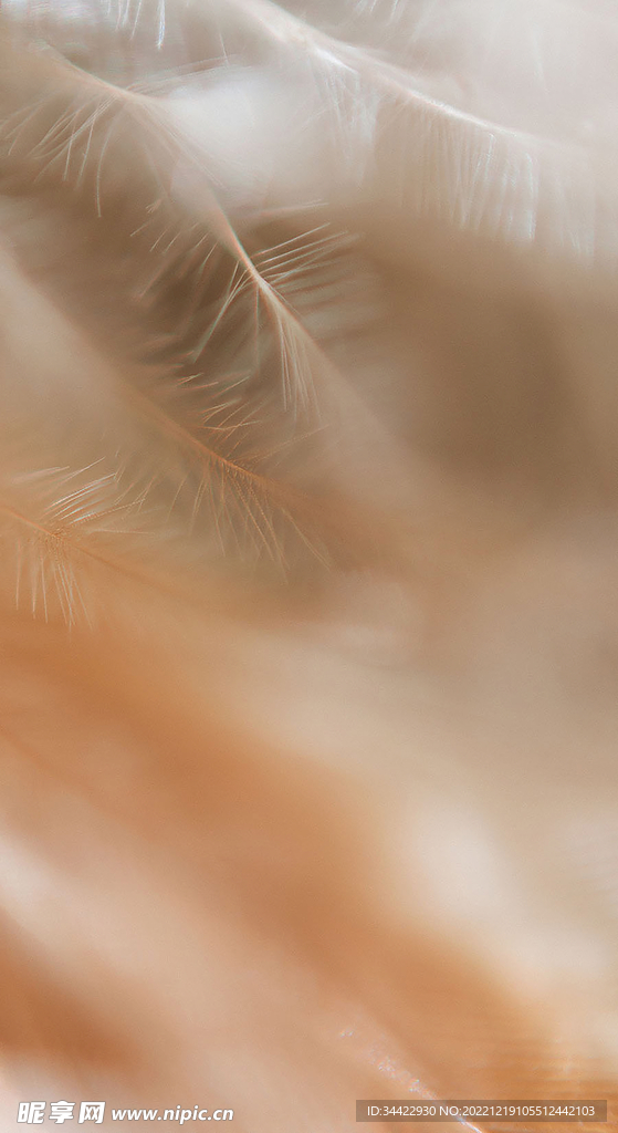 梦幻柔软羽毛背景