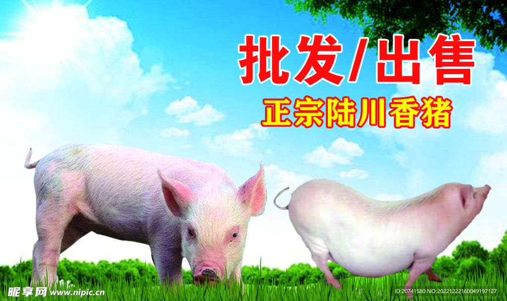 陆川猪名片图片