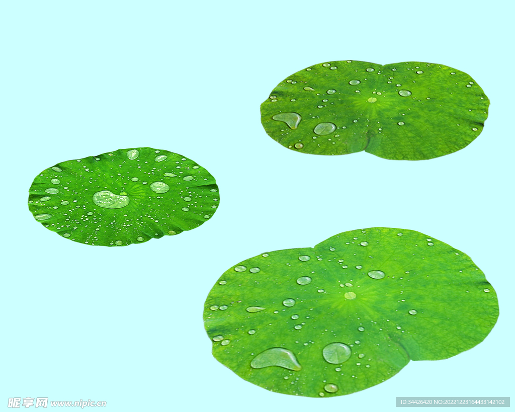 水滴荷叶 碧玉